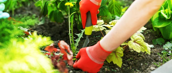 Someone weeding his garden