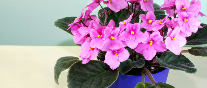 African Violet