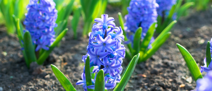 Caring for bulbs after blooming