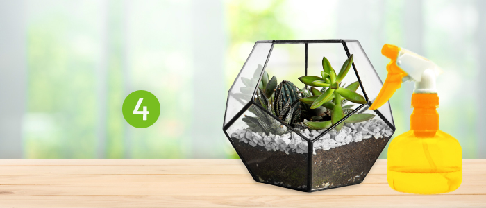 Entretien de votre nouveau terrarium