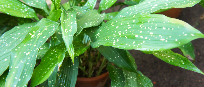 Aspidistra elatior