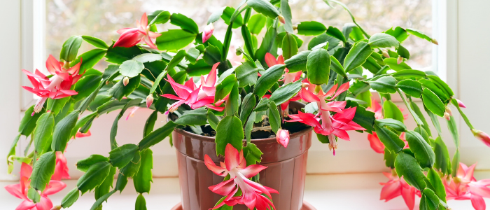 Christmas Cactus