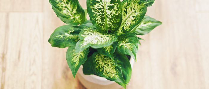 Dieffenbachia