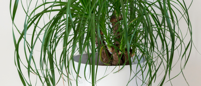 Ponytail palm