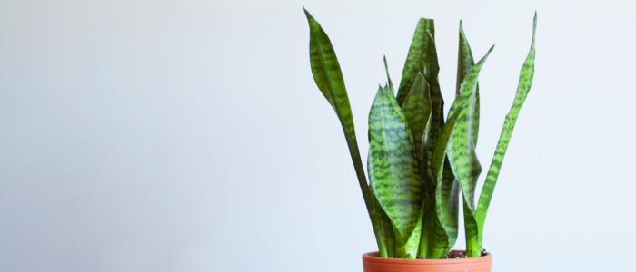 sanseveria