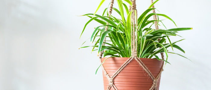 Spider plant