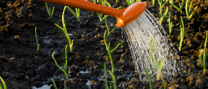 Watering bulb