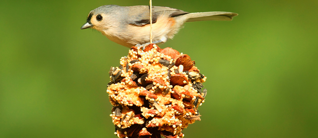 Bird Shelter/Feeding Station