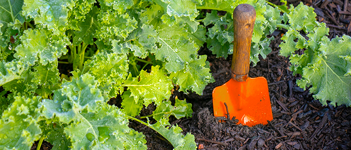 Plantez des plantes de temps frais comme des choux frisés en septembre