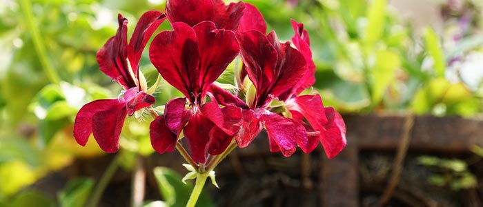 Ivy Geranium