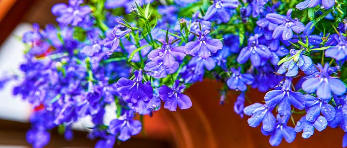 Lobelia