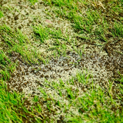 CIL Premium Grass Seed Sun & Shade