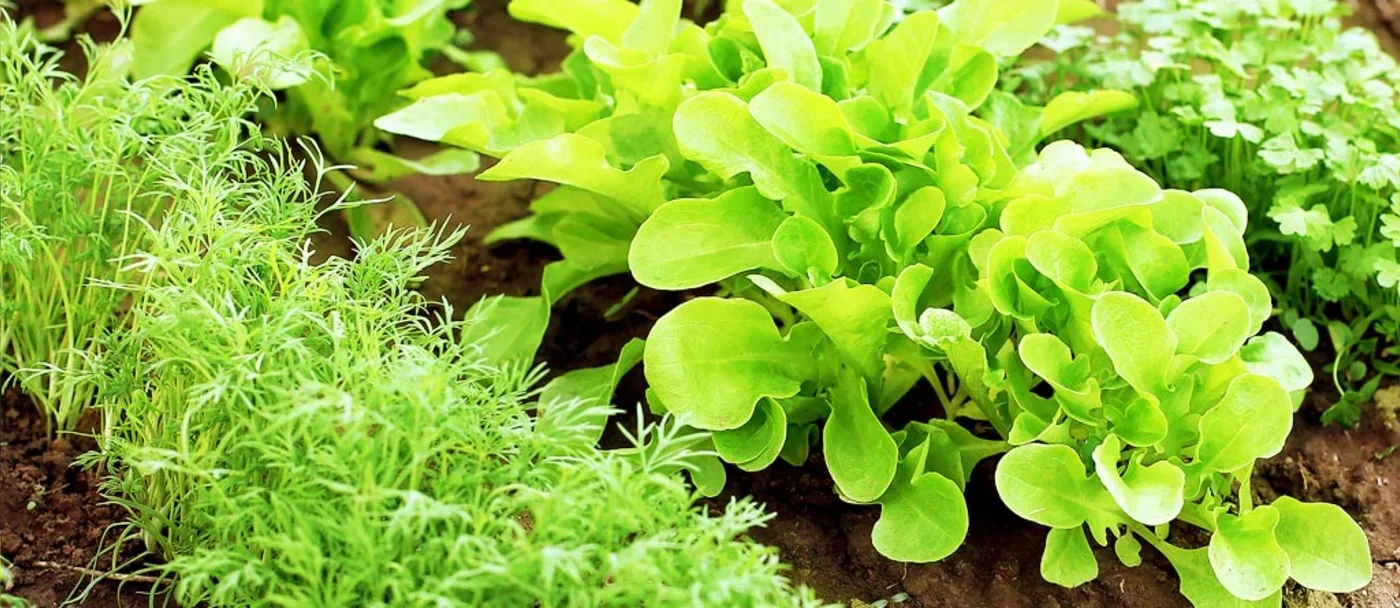 5 tips for a great garden
