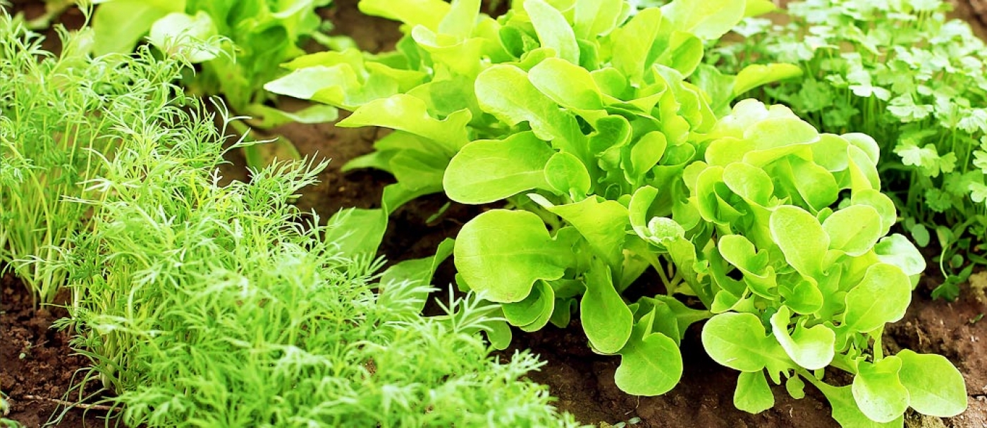 5 conseils pour cultiver des plantes comestibles