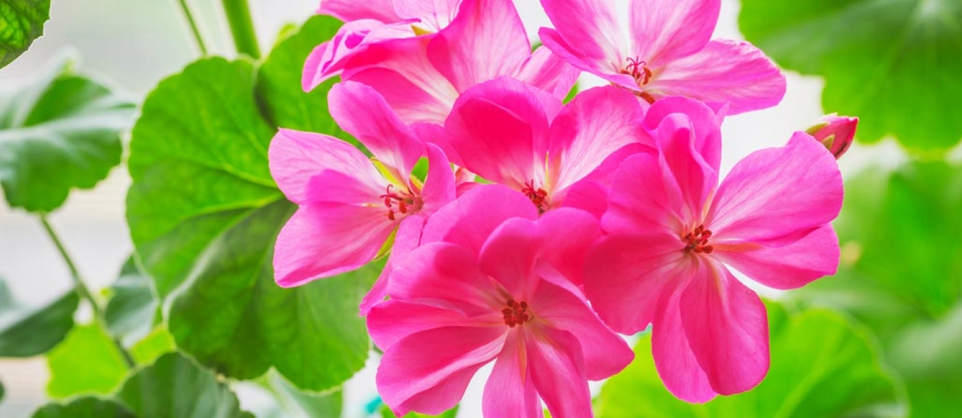 Beautiful blooming geraniums in three steps