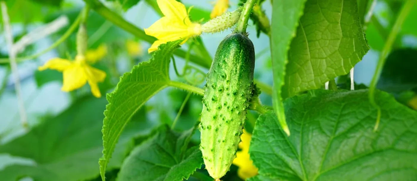 Grow cucumbers in three simple steps