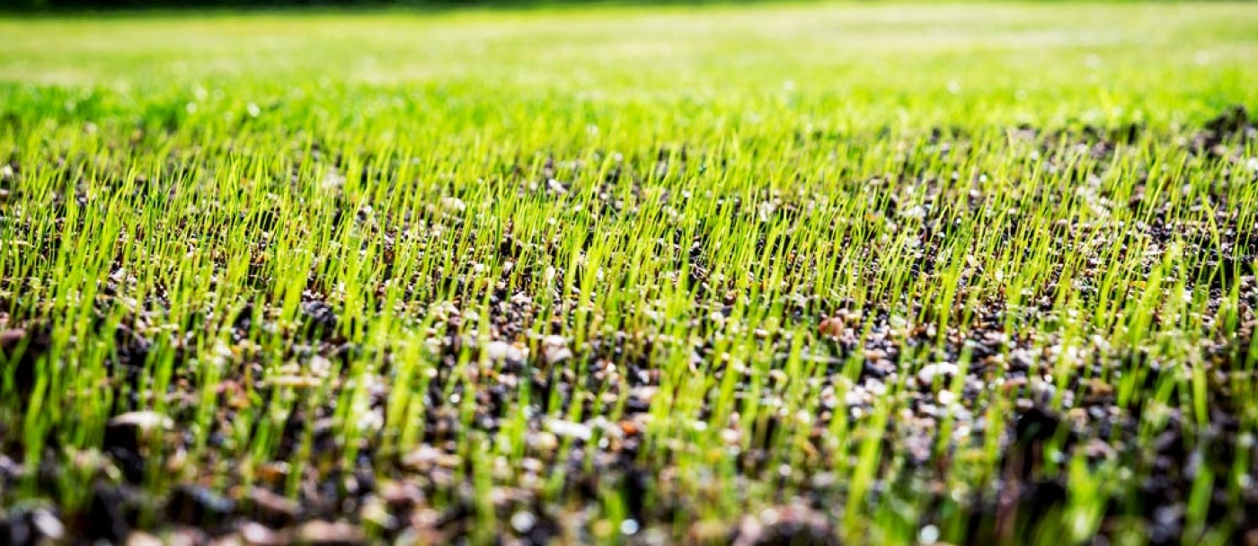 How to start a new lawn from seeds