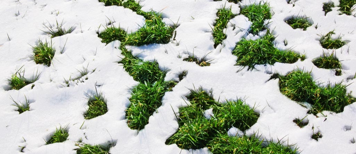Lawn: what to do after the snow has melted