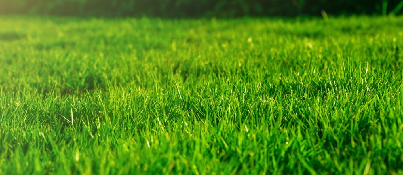 Pourquoi aérer/déchaumer votre pelouse