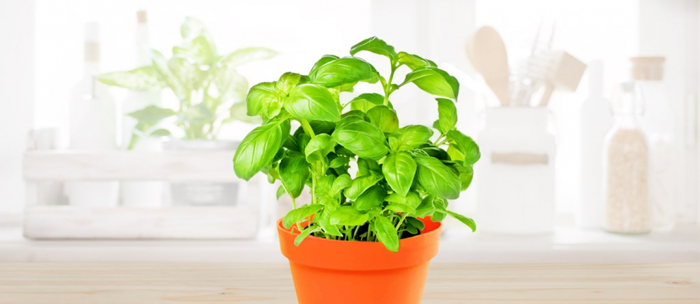 How to grow basil in three simple steps