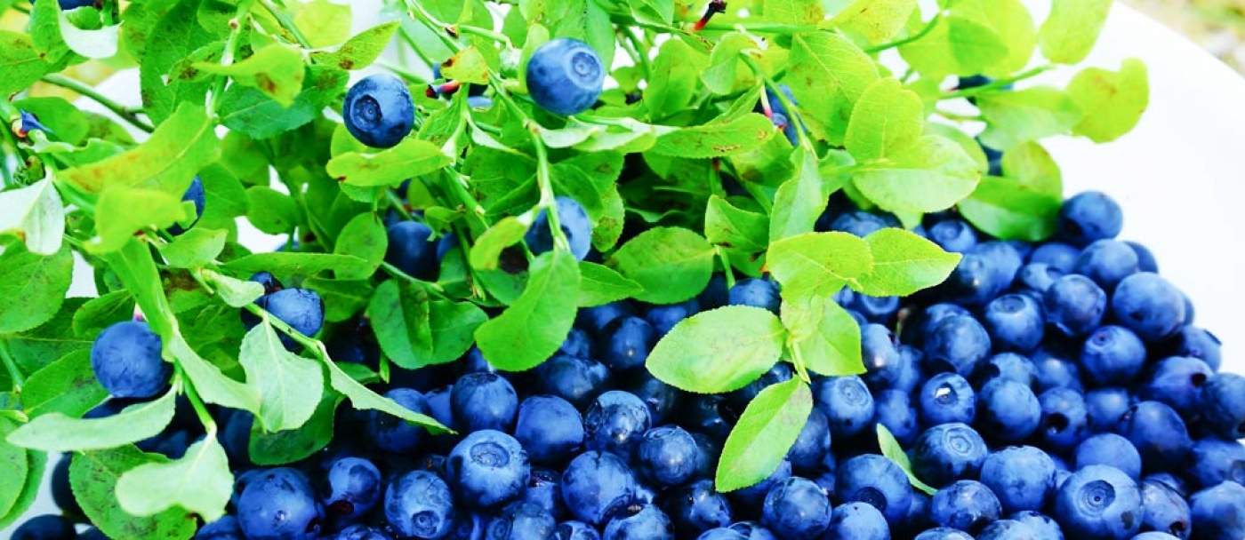 How to grow blueberries in containers in three simple steps