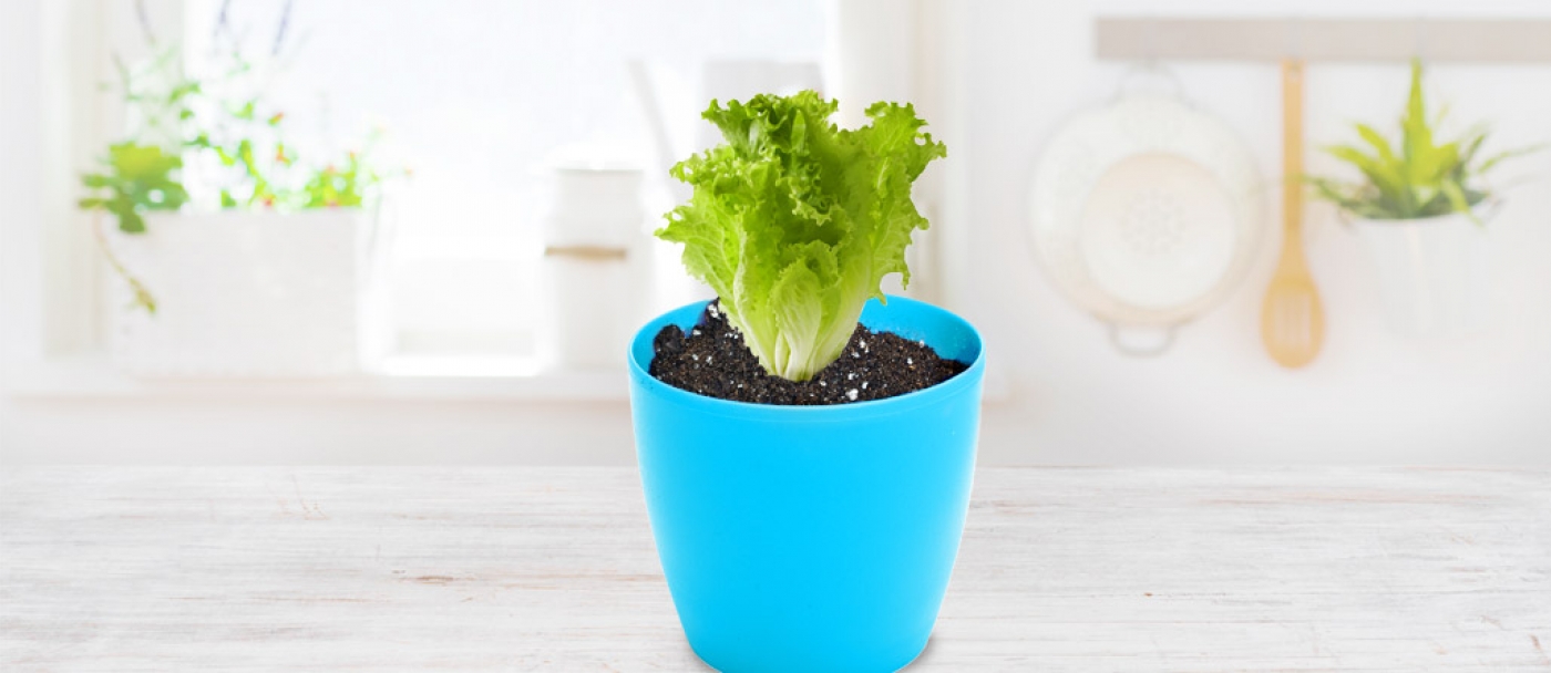 How to grow lettuce in three steps
