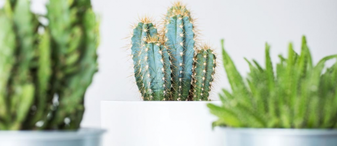 Cactus, plantes succulentes : quelle différence ?