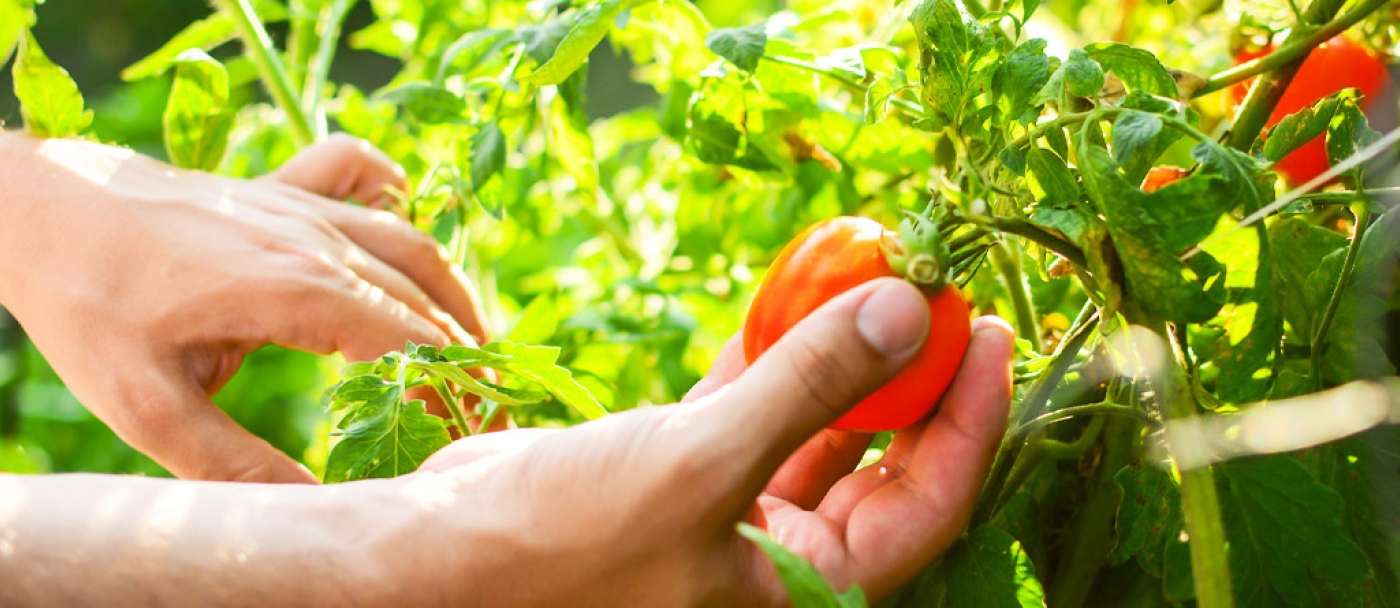 5 ravageurs des légumes qu'il faut connaître