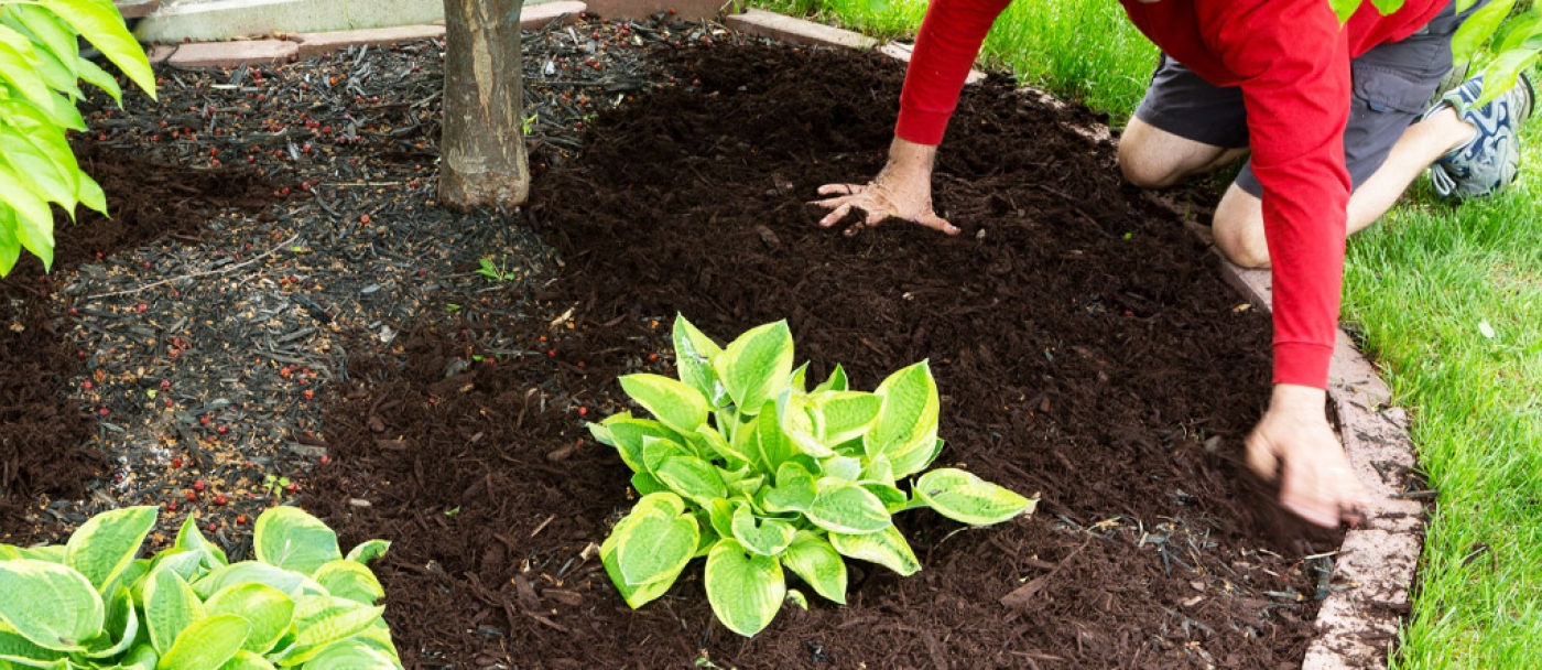 What is the purpose of mulch in your garden