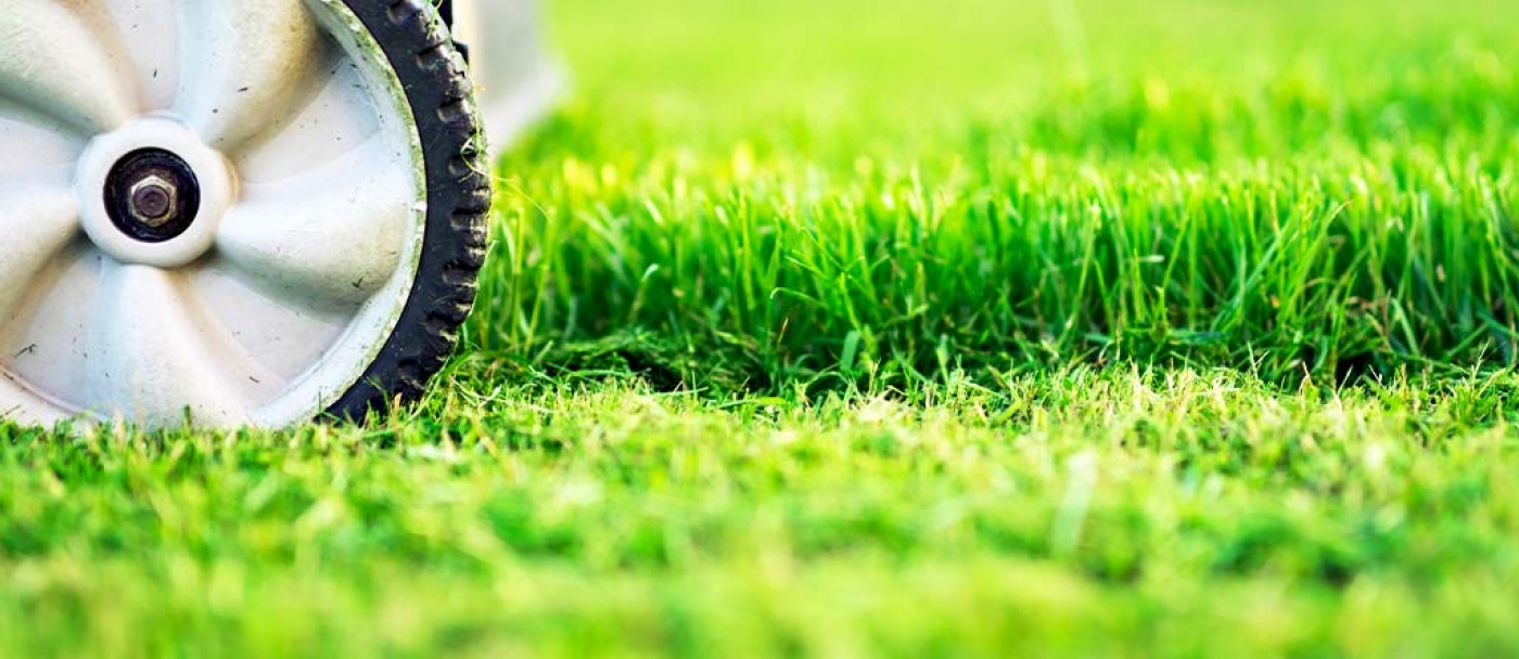 7 conseils pour prévenir les mauvaises herbes dans votre pelouse