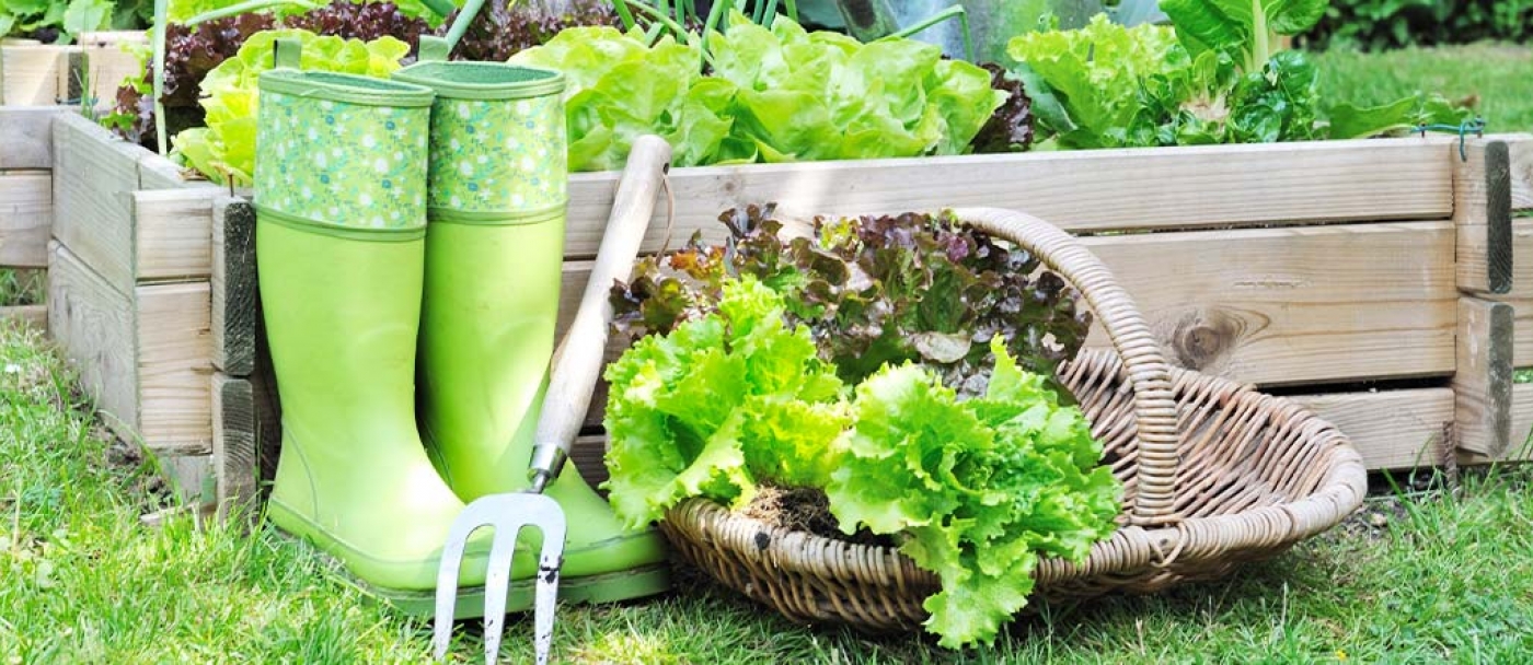 Basics of vegetable gardening