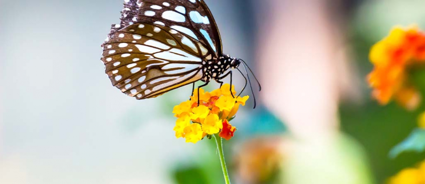 Meilleures fleurs pour attirer les oiseaux, les papillons et les abeilles