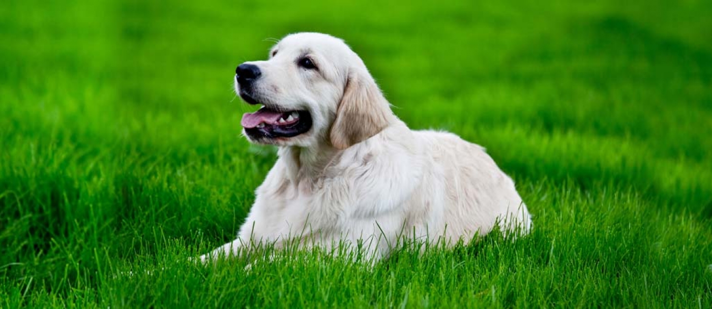 Les chiens et la pelouse: sécurité et protection