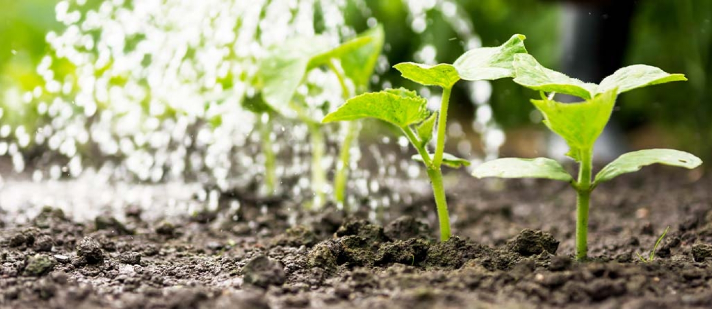 Guide to Feeding Your Vegetable Garden