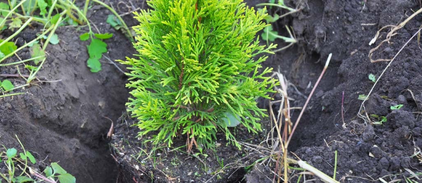 How to plant a cedar in three easy steps