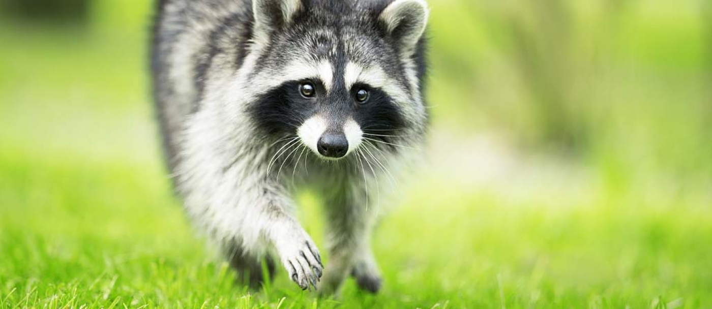 How to Prevent Small Animals in Your Lawn