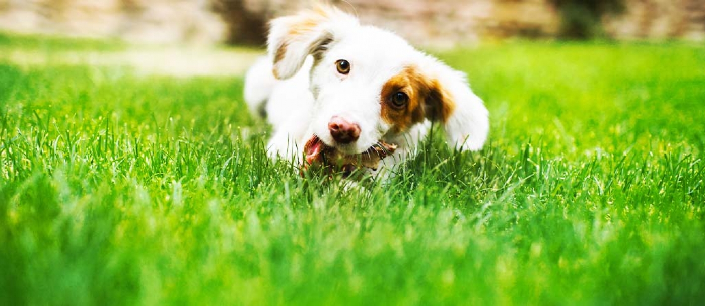 Comment réparer une pelouse endommagée par un chien