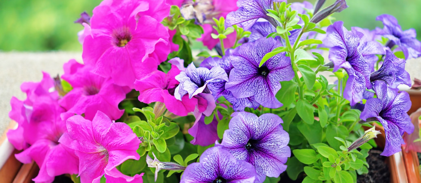 Best plants for container gardening