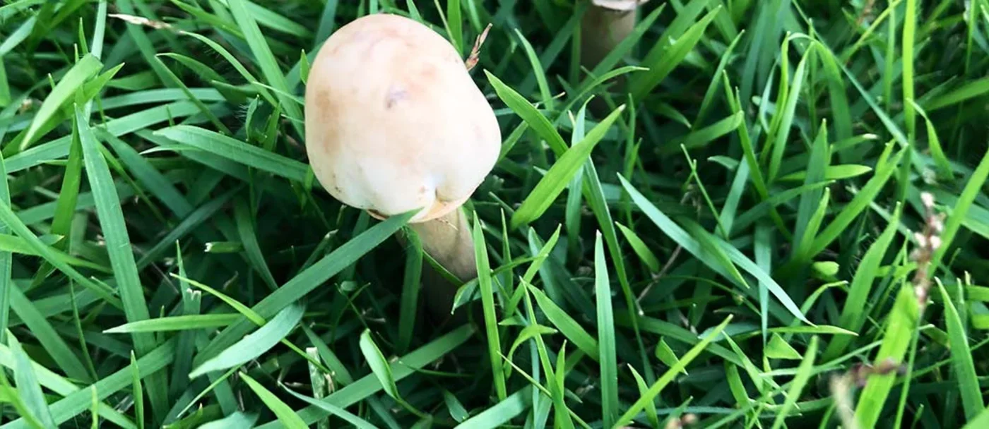 Des champignons dans votre pelouse