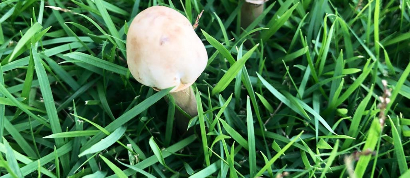 Des champignons dans votre pelouse