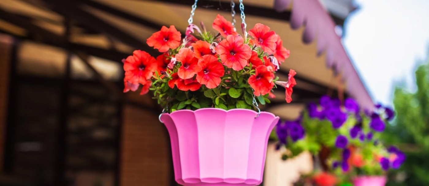 The Best Flowers for Hanging Baskets