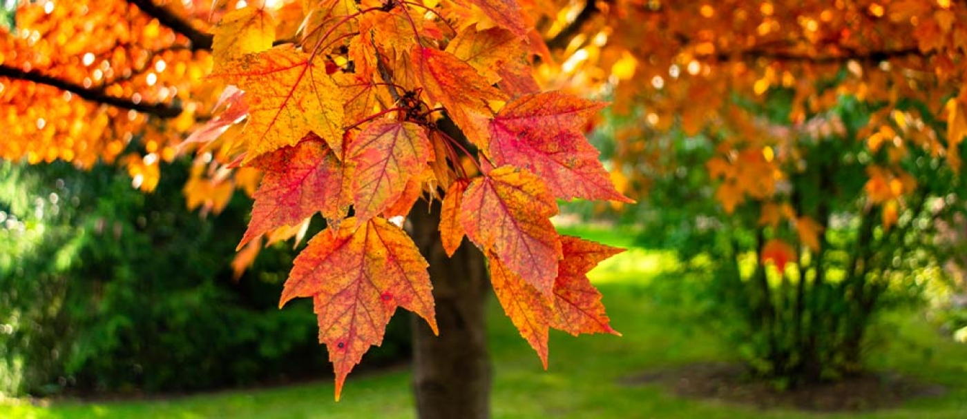 Best shade trees for your yard