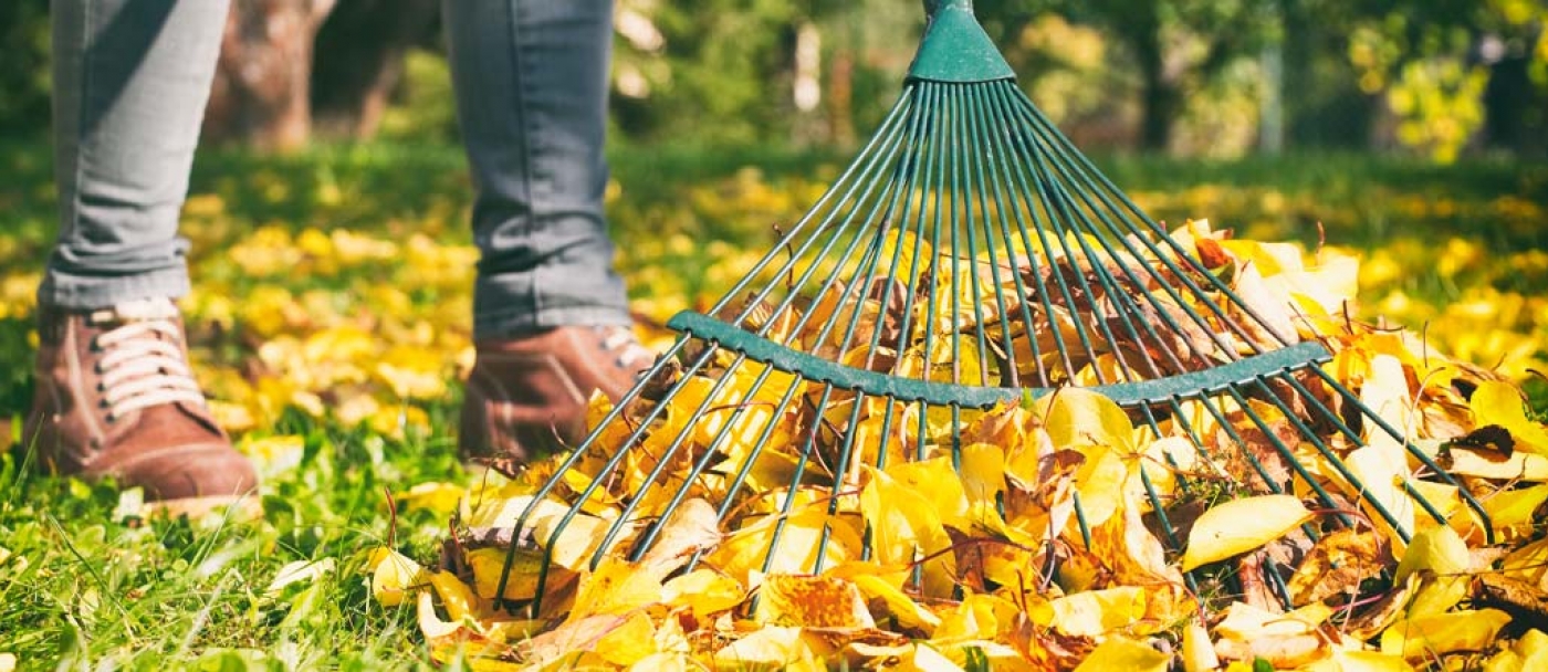 Caring for lawns in winter