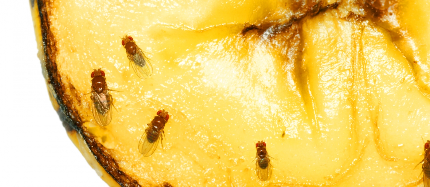 Comment se débarrasser des mouches à fruits