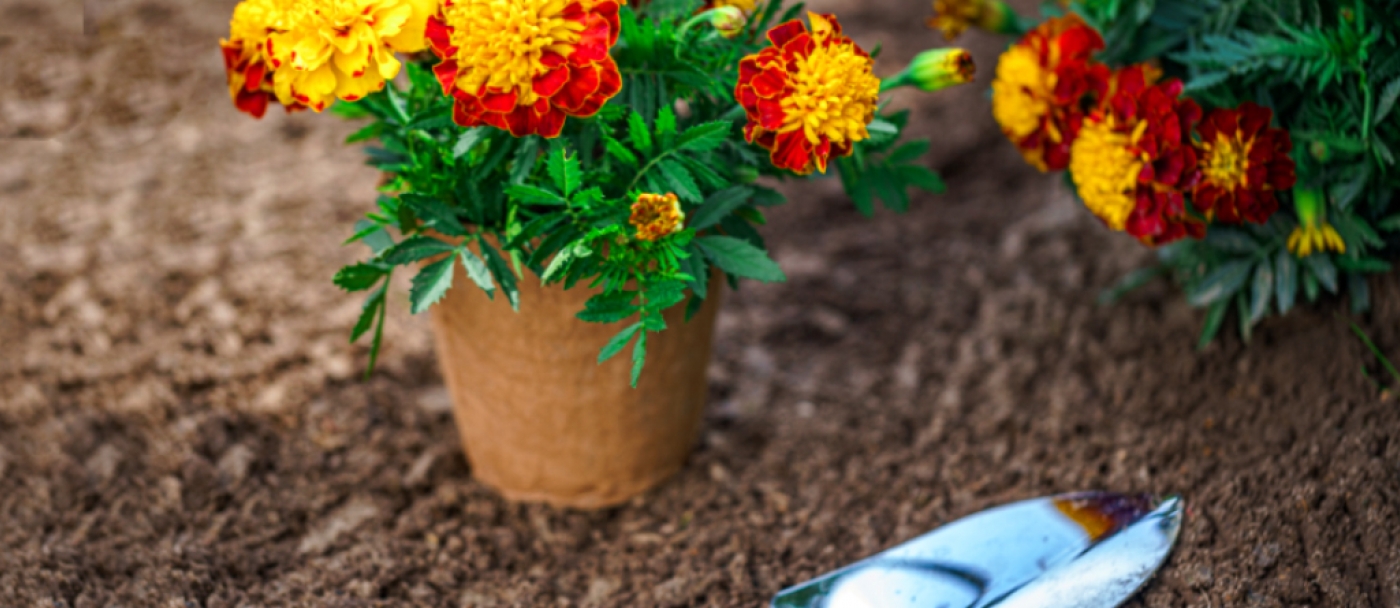 Ingrédients Pour Le Sol Des Plantes En Pot Maison Tourbe Terre Sable  Perlite Vermiculite Noix De Coco Un Mélange Pour Planter Des Plantes Dans  Un Pot