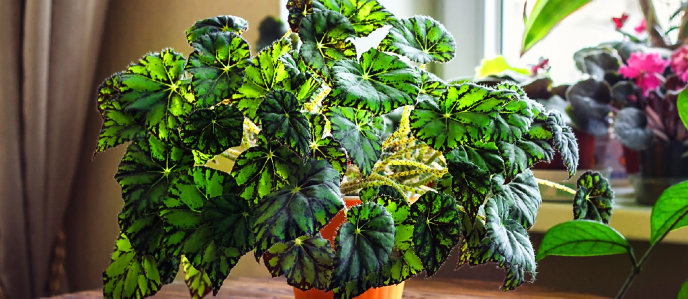 How to feed houseplants