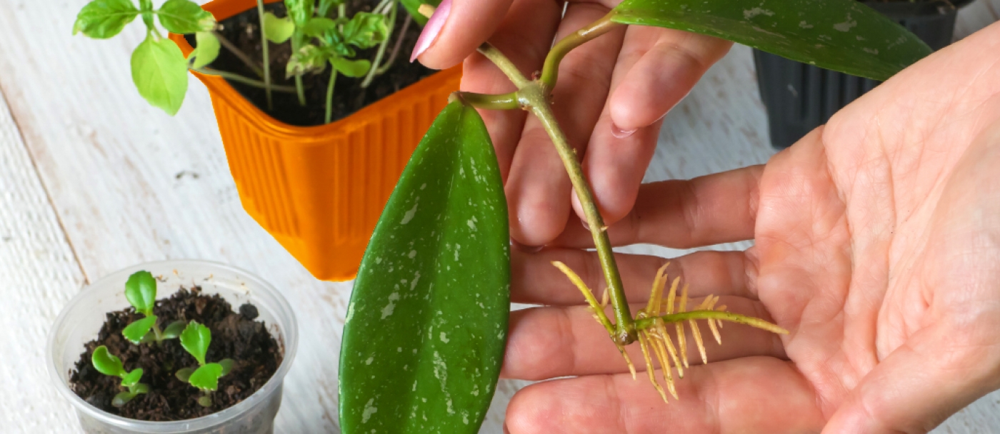 Start gardening by growing from cuttings