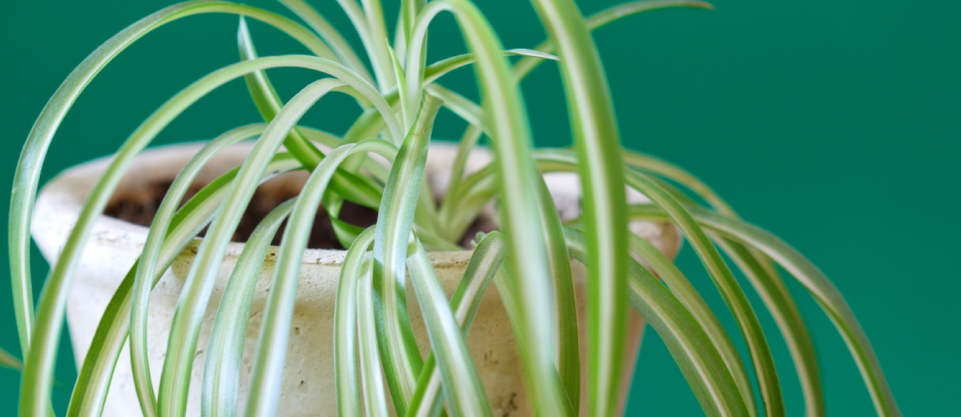 Ten low maintenance indoor houseplants