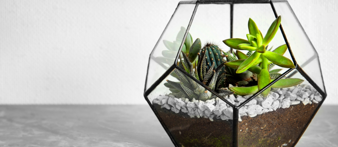 What you need to know about making a terrarium