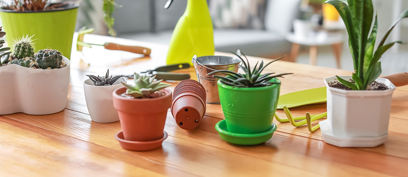 How to repot houseplants